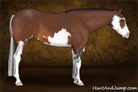 Horse Color:Bay Sabino Splash Frame 