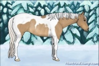 Horse Color:Silver Buckskin Tobiano Rabicano 