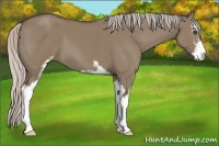 Horse Color:Silver Grullo Sabino 
