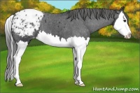 Horse Color:Black Sabino Splash Appaloosa 