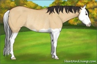Horse Color:Bay Dun Splash Rabicano
