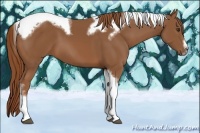Horse Color:Chestnut Splash Tobiano Frame 