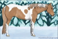 Horse Color:Chestnut Tobiano Rabicano