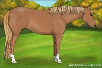 Horse Color:Chestnut 