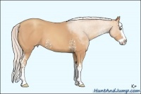 Horse Color:White Spotted Silver Amber Champagne Splash 