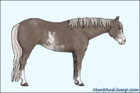 Horse Color:Silver Black Sabino 