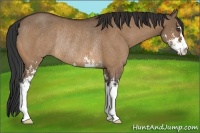 Horse Color:Bay Dun Sabino Rabicano 