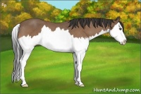 Horse Color:Buckskin Sabino Splash Rabicano 