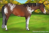 Horse Color:White Spotted Bay Sabino 