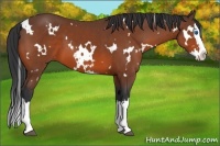 Horse Color:White Spotted Bay Splash 