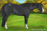Horse Color:Black Sabino