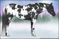 Horse Color:White Spotted Black