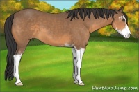 Horse Color:Buckskin Sabino