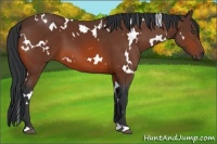 Horse Color:White Spotted Bay 