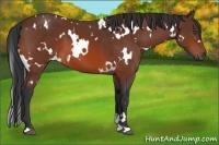 Horse Color:White Spotted Bay 