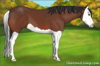 Horse Color:Bay Splash 