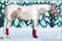 Horse Color:Silver Bay Roan Tobiano