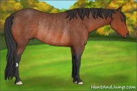 Horse Color:Bay Frame Rabicano 
