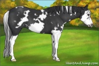 Horse Color:White Spotted Black Splash Frame 