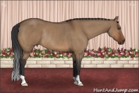 Horse Color:Bay Dun Rabicano 