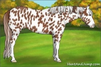 Horse Color:Chestnut Sabino Splash Appaloosa 