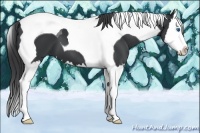 Horse Color:Black Splash Tobiano 