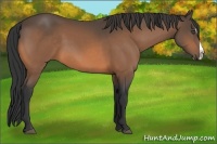 Horse Color:Buckskin Splash