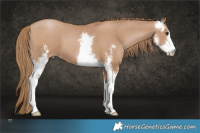 Horse Color:Black Pearl Sabino 
