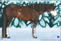 Horse Color:Liver Chestnut Sabino Splash