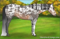 Horse Color:White Spotted Buckskin Ice 