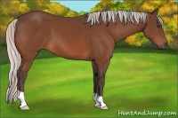Horse Color:Silver Bay 