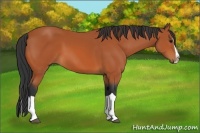 Horse Color:Bay Splash 