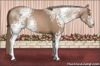 Horse Color:White Spotted Black Pearl Sabino