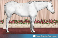 Horse Color:White Spotted Black Pearl Sabino