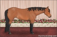 Horse Color:Bay Roan 
