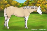 Horse Color:Silver Classic Champagne Dun Splash 