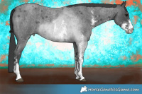 Horse Color:Blue Roan Sabino Rabicano