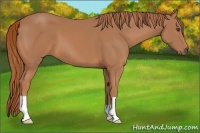 Horse Color:Chestnut 