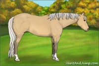 Horse Color:Silver Buckskin 