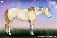 Horse Color:Amber Champagne Pearl Dun Splash Tobiano