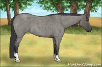 Horse Color:Smoky Grullo Roan 
