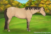 Horse Color:Amber Champagne Roan