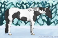 Horse Color:Smoky Black Tobiano 