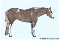 Horse Color:White Spotted Silver Black Splash Tobiano 