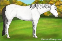 Horse Color:White Spotted Buckskin 