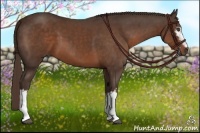 Horse Color:White Spotted Liver Chestnut 