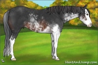 Horse Color:Brown Sabino Splash