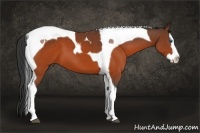 Horse Color:Brown Splash Tobiano