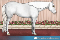 Horse Color:Gold Champagne Sabino