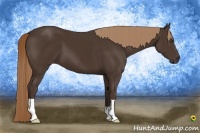 Horse Color:Liver Chestnut 